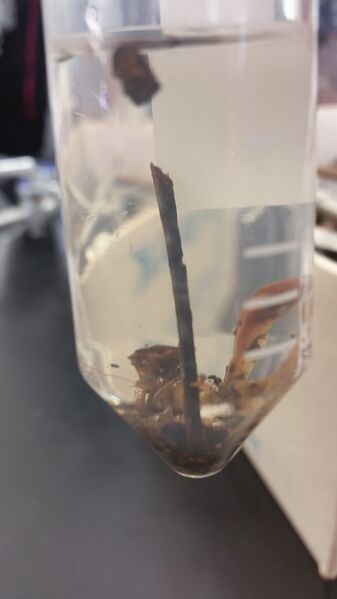 File:20160212 125006.jpg