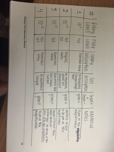 File:Bacteria Characterization Table.JPG