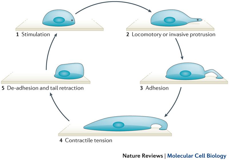 File:Celllocomotion.jpg