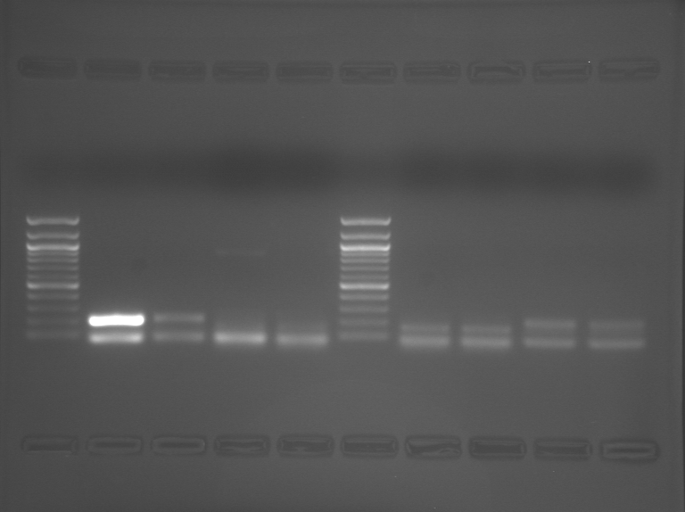 File:S09 M3D5 WF-PrpPnk-0.72.BMP