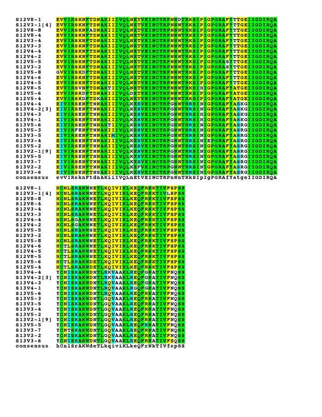 Box Shading for Clones of Subject 12 and Subject 13