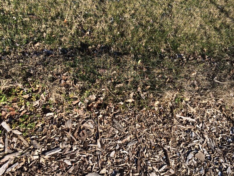 File:Transect5 0369.JPG