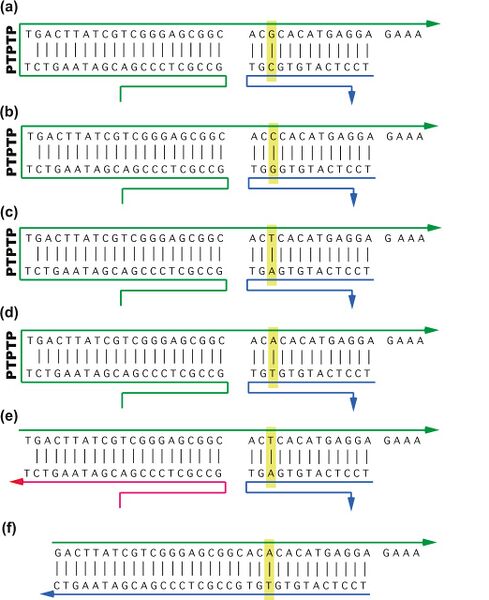 File:20150217 psh 03.jpg