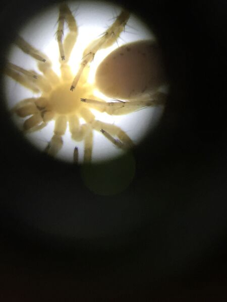 File:Largest arthropod.JPG