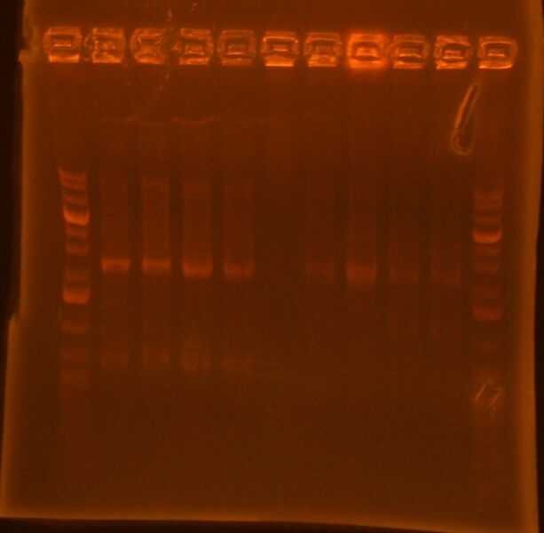 File:Mb 03 15 10.jpg