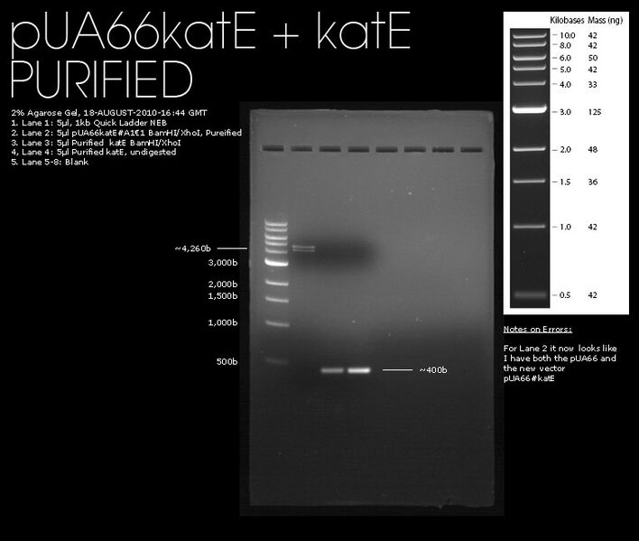 File:18082010-2percent-plasmid-and-inserts.jpg