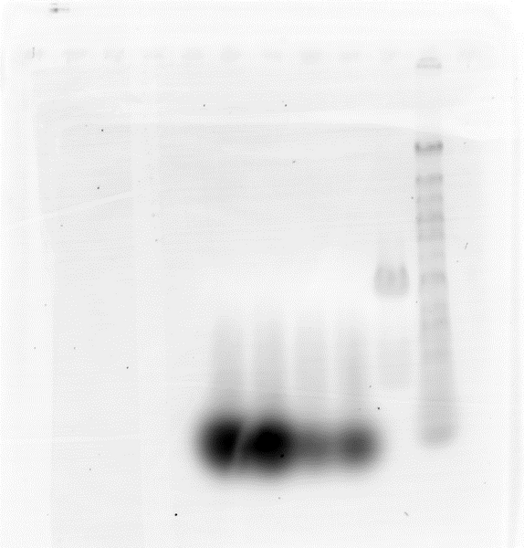 File:20120906,50v, 40min,tutu,somenaosi.png