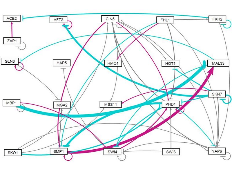 File:All strains weight neg3 network.jpg
