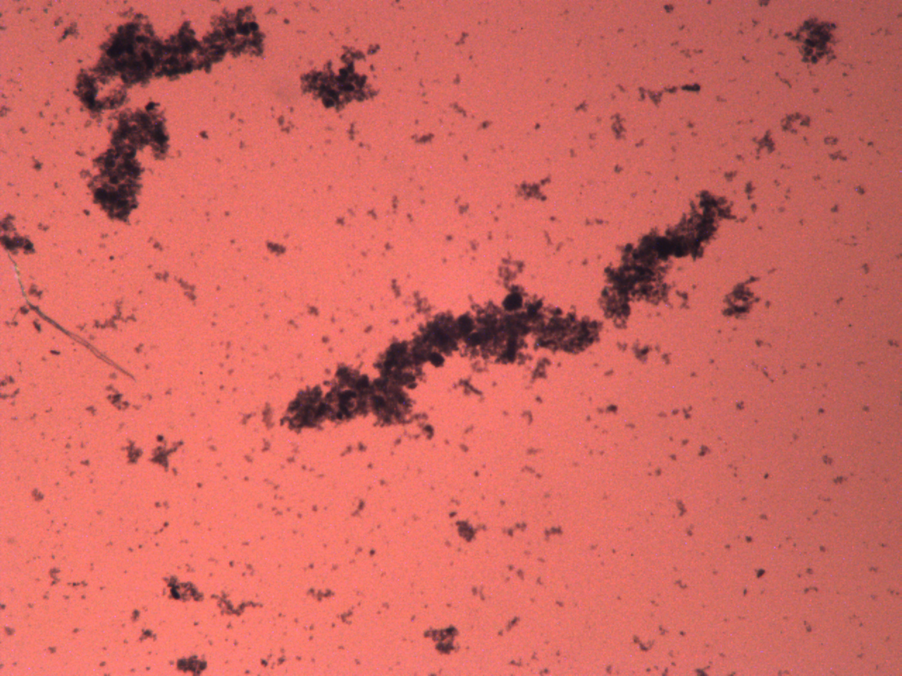 CoMicrogel-1 1 2.5Xa