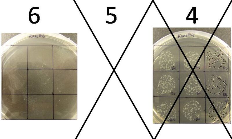 File:Colonys 456.jpg