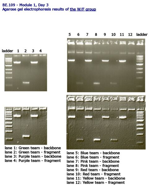 File:Day 3 Gel results WF group.jpg