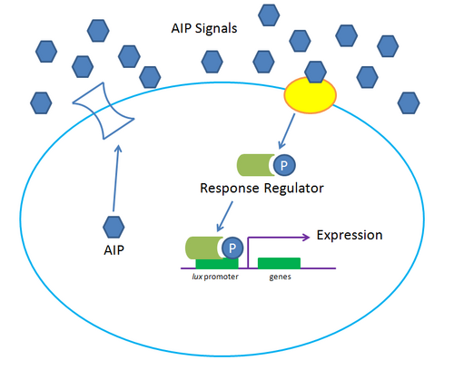 Gram Positive Quorum Sensing System at High Concentration