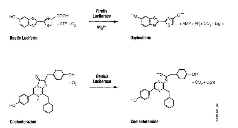 File:Macintosh HD-Users-nkuldell-Desktop-luciferase rxns.png