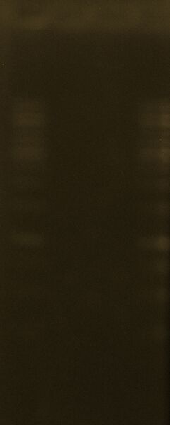 File:Paz-Augusto DNA Extraction.JPG