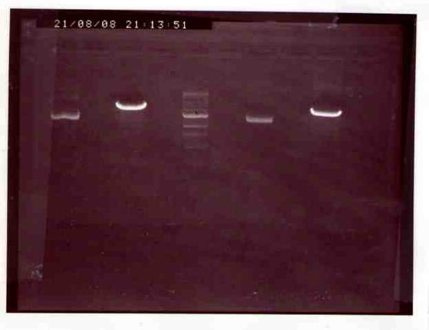 File:WedFri Pink and Green.tiff