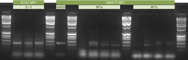 File:20120718 Gel.png