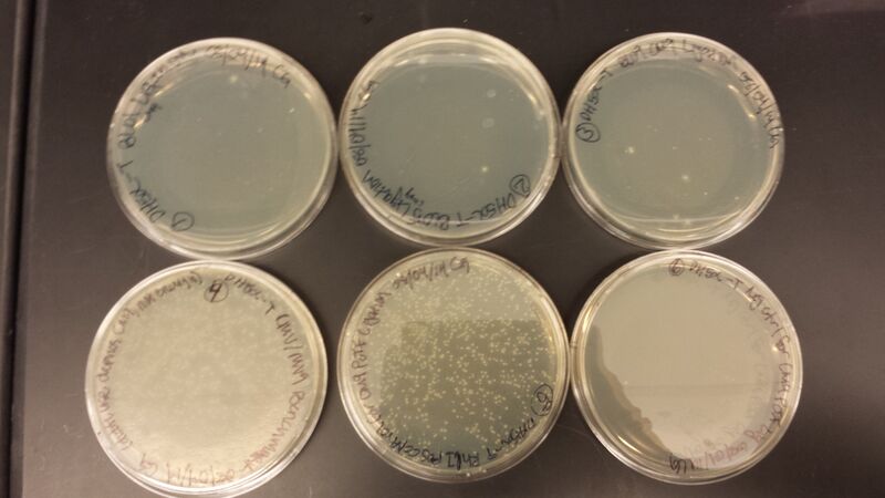 File:20140805 150836.jpg