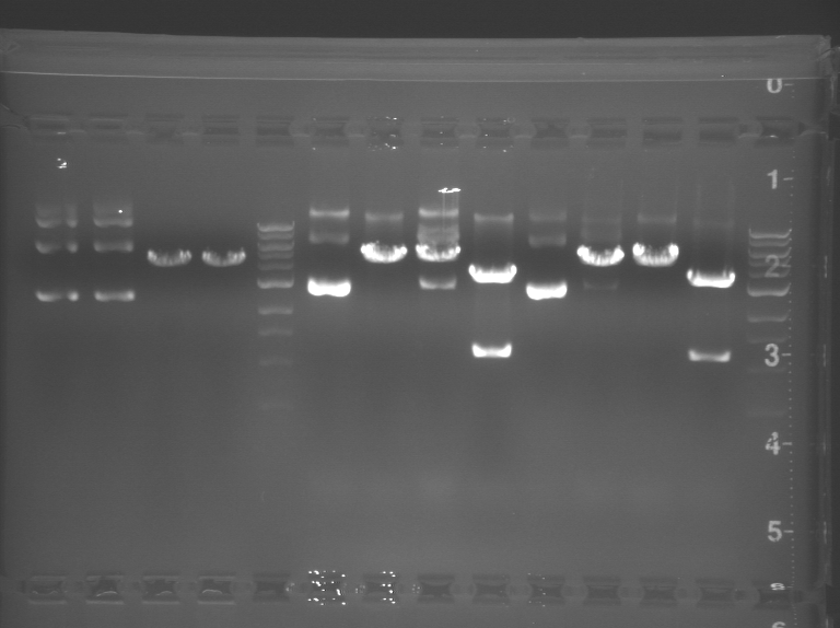 File:Blue WF Restriction.BMP