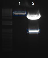 File:KAH 053111 gel1.tif