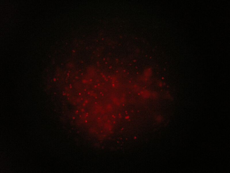 File:TR Green 0.5uM 1 1b.jpg