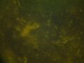 Thumbnail for version as of 18:54, 16 March 2007