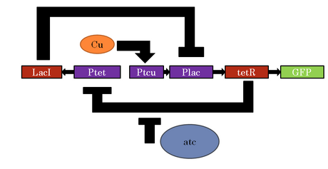 Topological diagram of device. "On" state induced by presence of copper. "Off" state on constitutively and reinduced by aTc.
