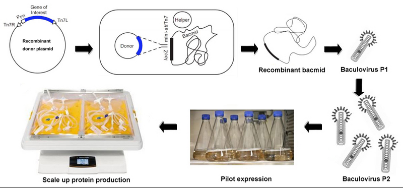 File:Baculovirus Service.png