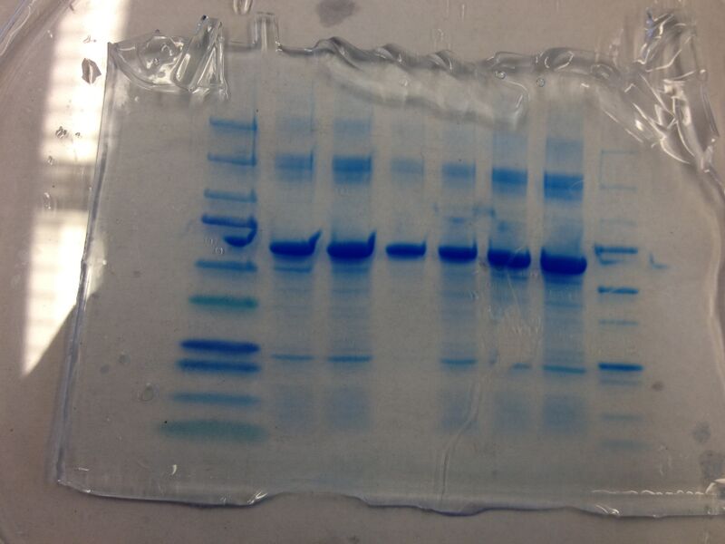 File:S13 M2D7 WF Pink.JPG