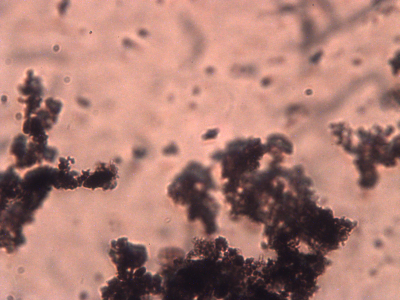 File:.8uM heme 32x.jpeg