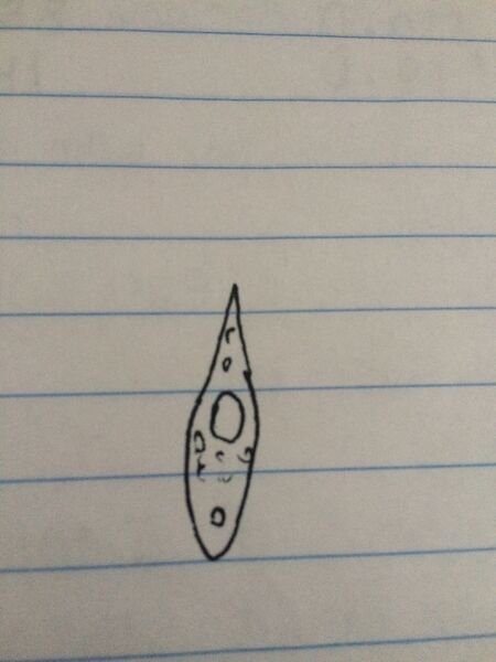 File:1-21 Euglena.jpg