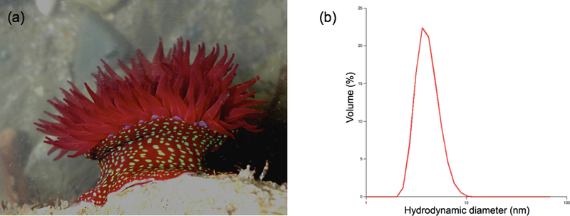 File:Foto anamona+DLS.png