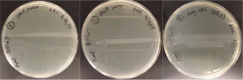 File:KAH021314 plates.jpg