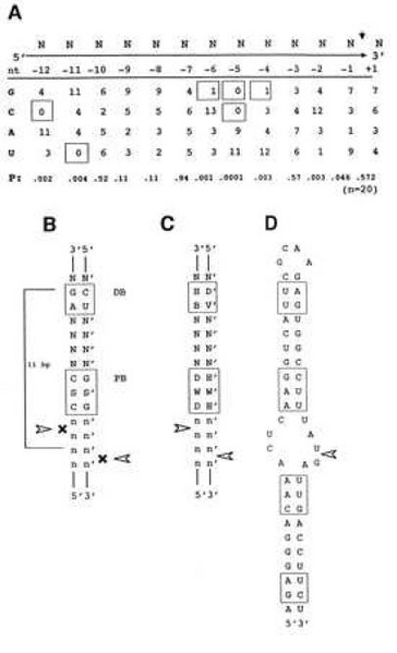File:Nicholson1997Fig1.PNG