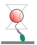 Cartoon of a myosin attached to a bead that is held in an optical trap.