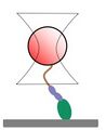 Cartoon of a myosin attached to a bead that is held in an optical trap.