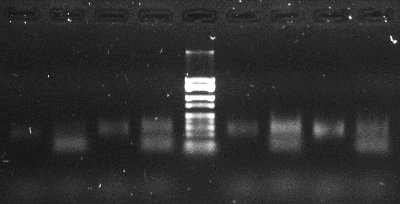 File:PCR 09092015.jpg.png