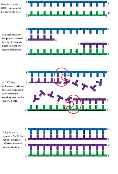 File:PCR process.gif