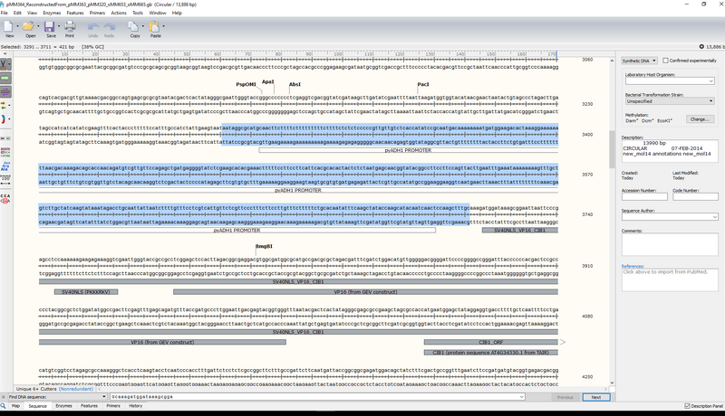 File:PyADH1 PROMOTER.jpg