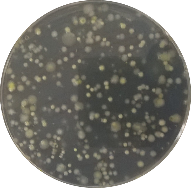 File:WP 20150128 007.png