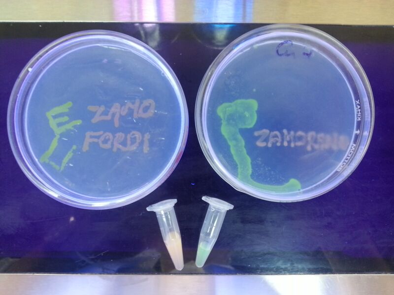 File:20130607 080518.jpg