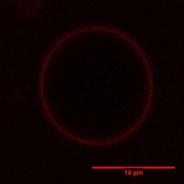 File:BM12 nanosaurs 8microl single2SB.jpg