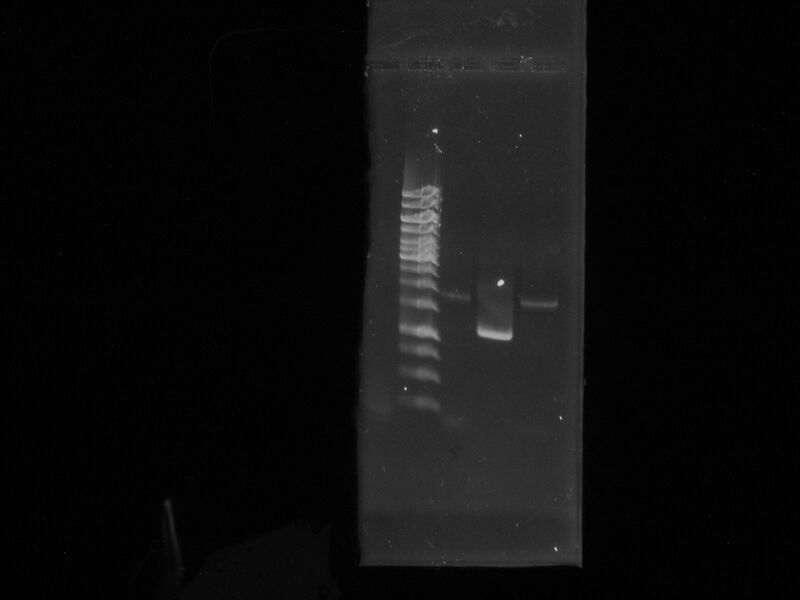 File:PCR lucif TT 11.JPG