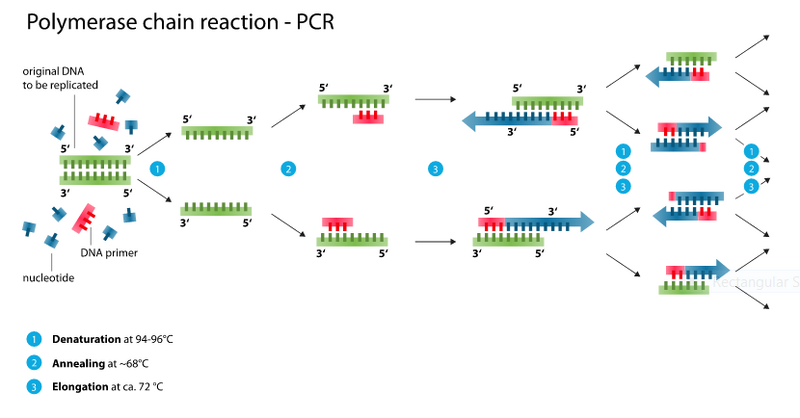 File:Pcr222.PNG
