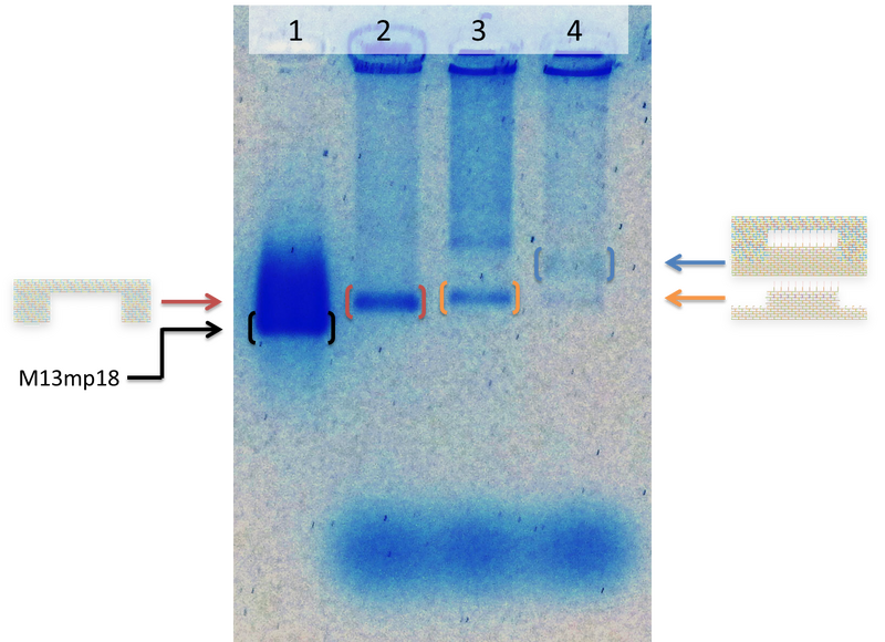 File:Result of electrophoresis.png