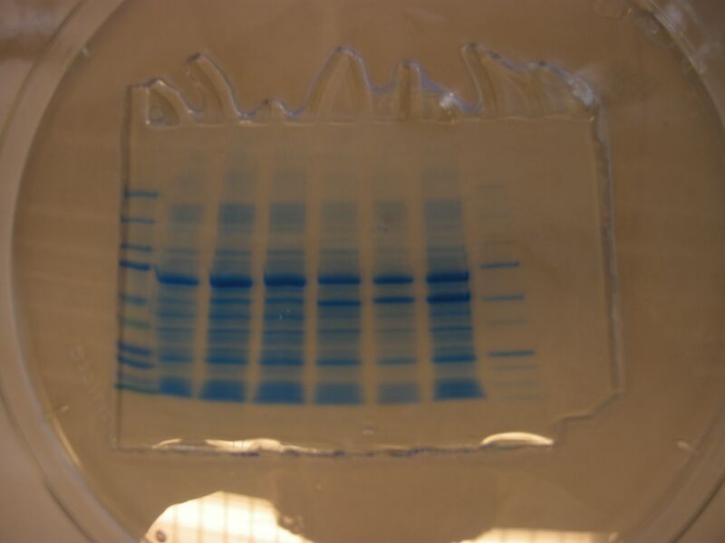 File:S10 M2D6 TR Red.JPG