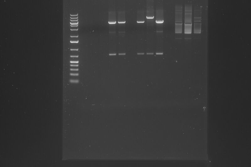 File:1-13-2015 lcr lt xbai nrui digest.JPG
