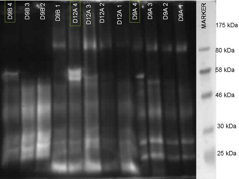 File:230310 CoIP AKAP Gel 1.JPG