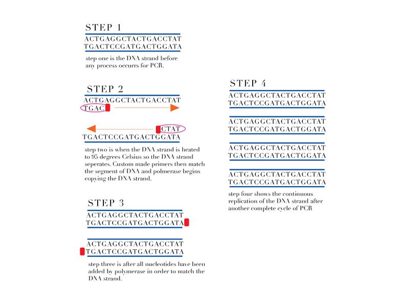 File:BME100 Group6 PCR.jpg