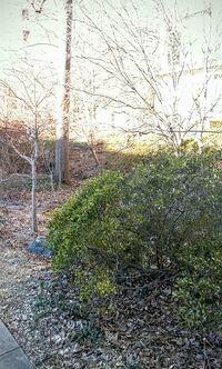 Landscape-View of Transect from Sidewalk