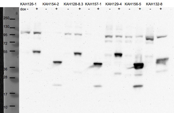 File:KAH 071010 WB.tif